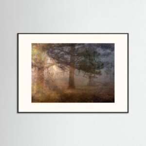 Light through the trees