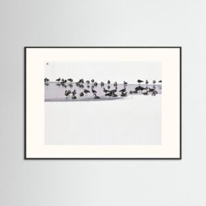 Canadian geese by water hole