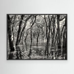 Trees in Water, Cambodia