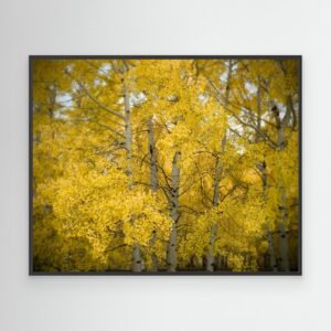 Aspens