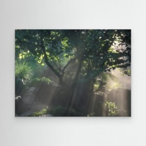 Sun rays through rainforest trees